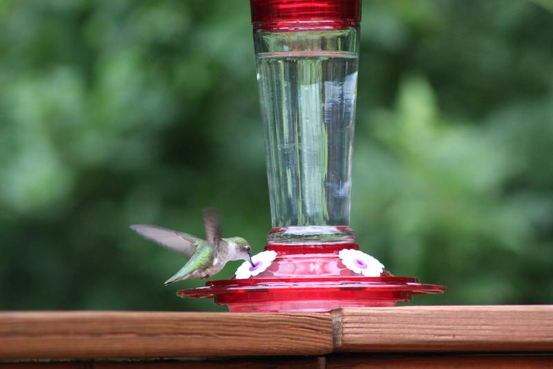 Female Hummer