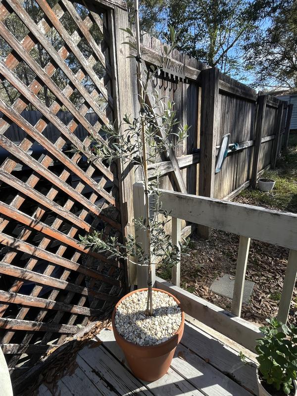 After potting and pruning a few small branches from the base.