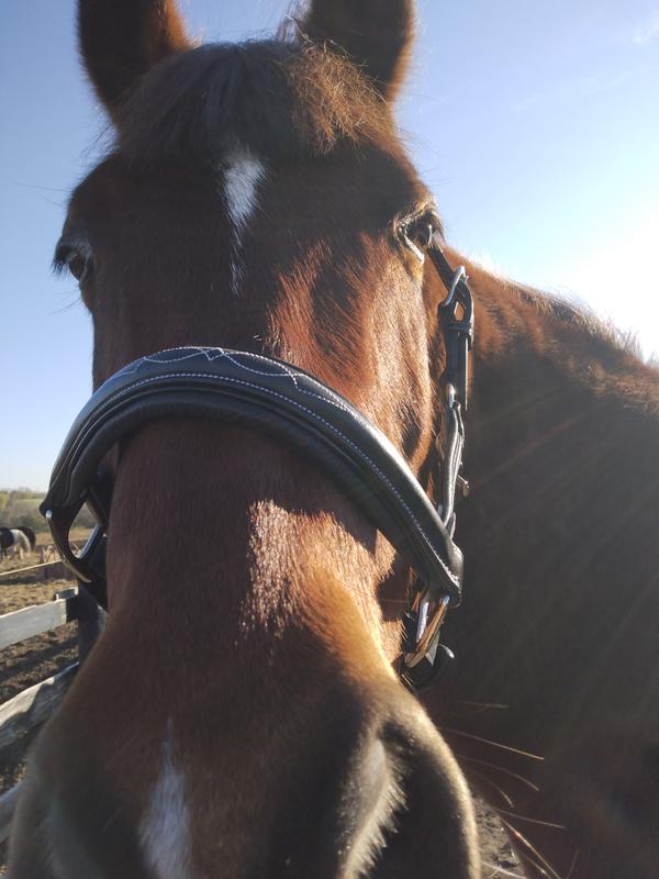 Teddy is looking good in his new galter