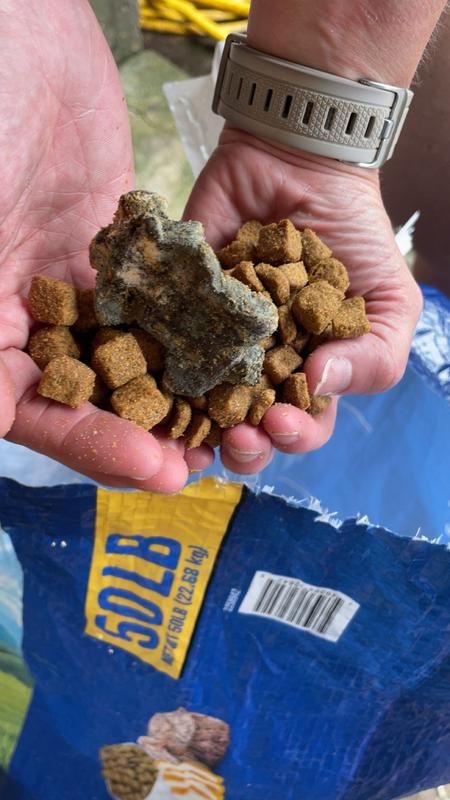 Mold in dog food