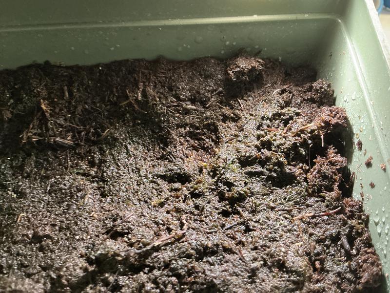 New Venus fly trap