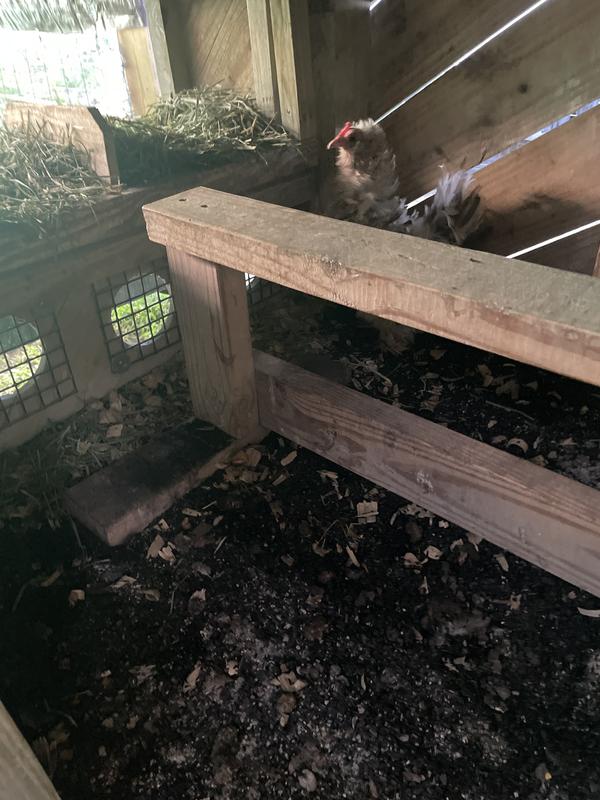 On top of sand in a small coop