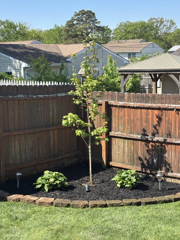 Newly planted, doing great!