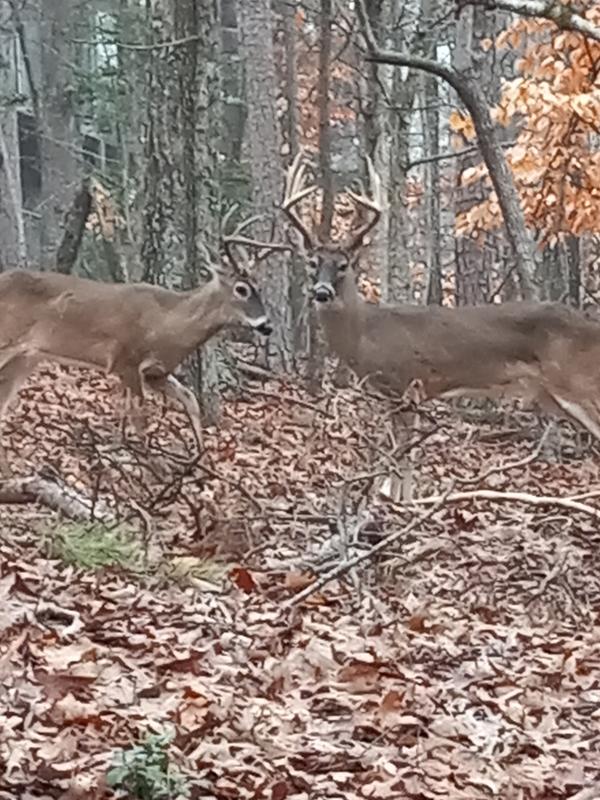 Couple of bucks that frequently come to the bait