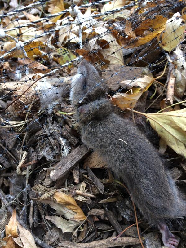 Poisoned rat tried to crawl through netting and expired trying