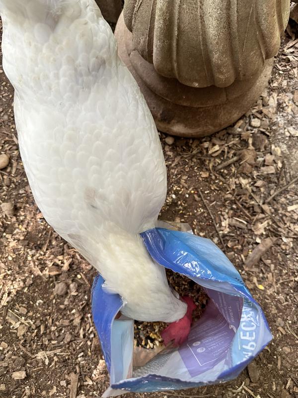 Lady Cluck enjoying it straight from the bag.