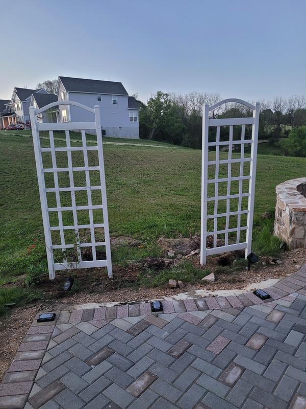 Trumpet vine plant is on the left hand trellis