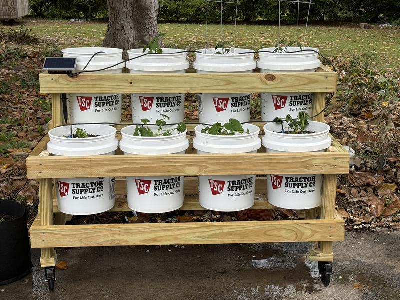 Bucket Garden