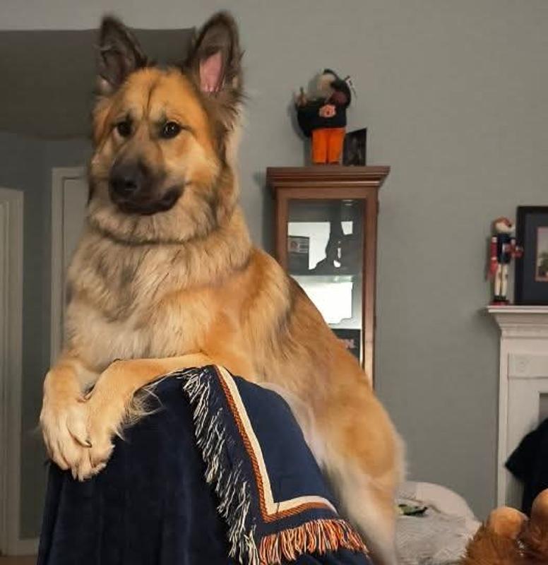 King Shepherd