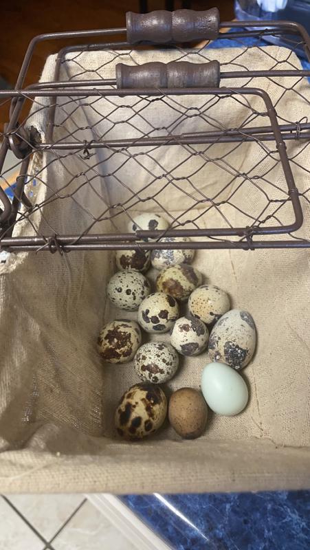 My birds lay so much!
