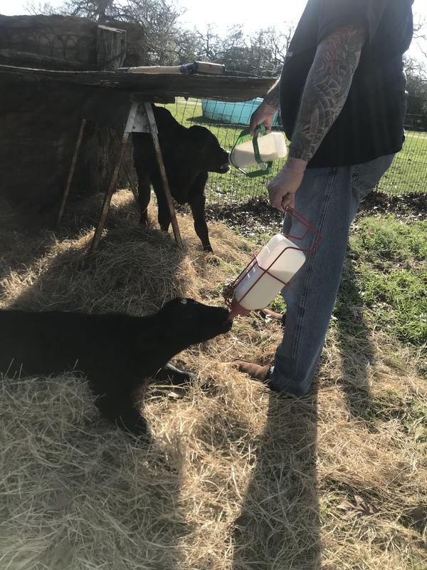 Bottle orphans feeding