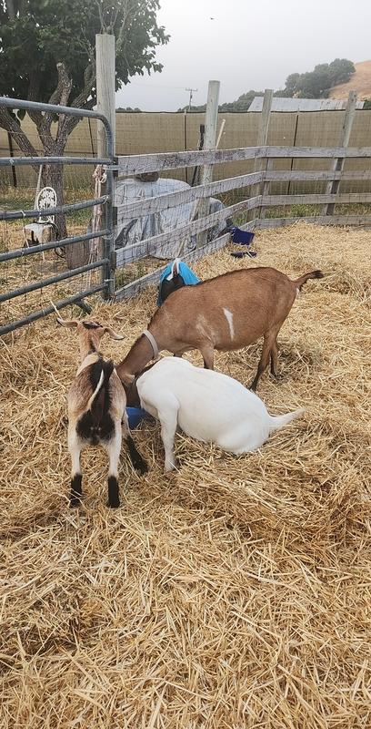 Just a few of our kids enjoying their grain together ❤️