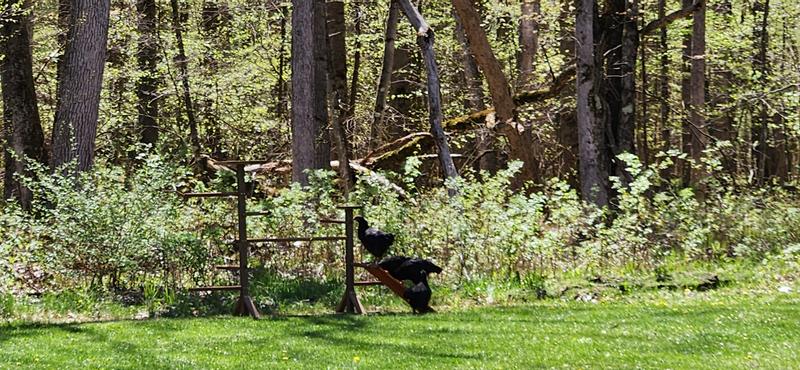 Ladder with treats helped
