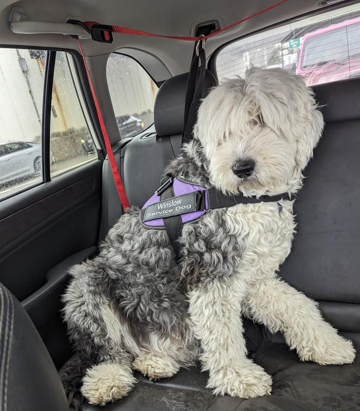 Winslow no longer minds staying in the back seat, & I am relieved to have the extra safety provided. Before he loved sitting in front in a seat belt... Danger started with his new habit,  feet on the floor & resting his chin on the dash. Too Dangerous!