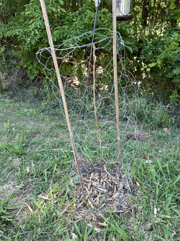 Degroot honeycrisp tree planted 3/2025