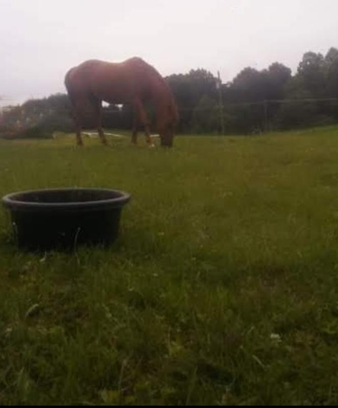 David, aka Day, 25 yr old thoroughbred