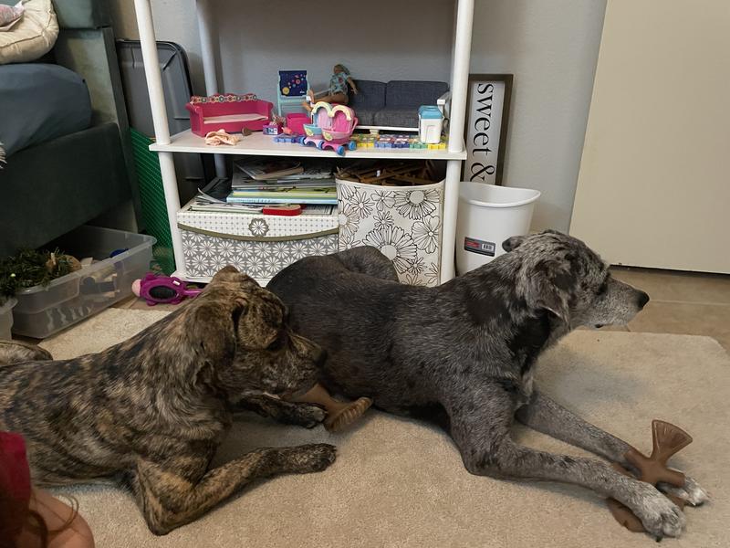 Both dogs love them!