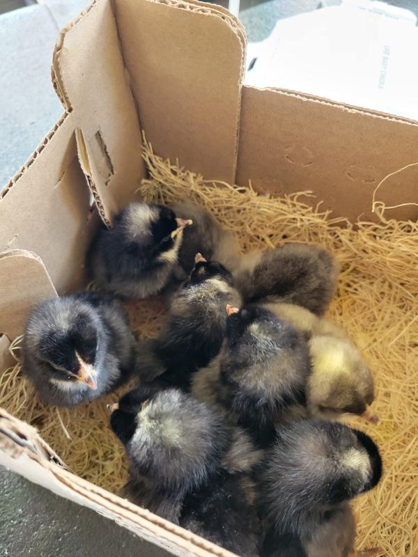 Box full of chicks