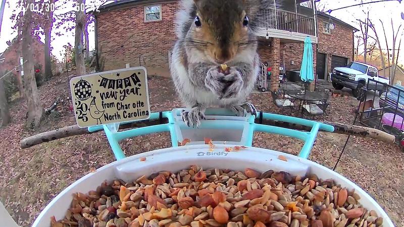 Happy Squirrels sad birds!