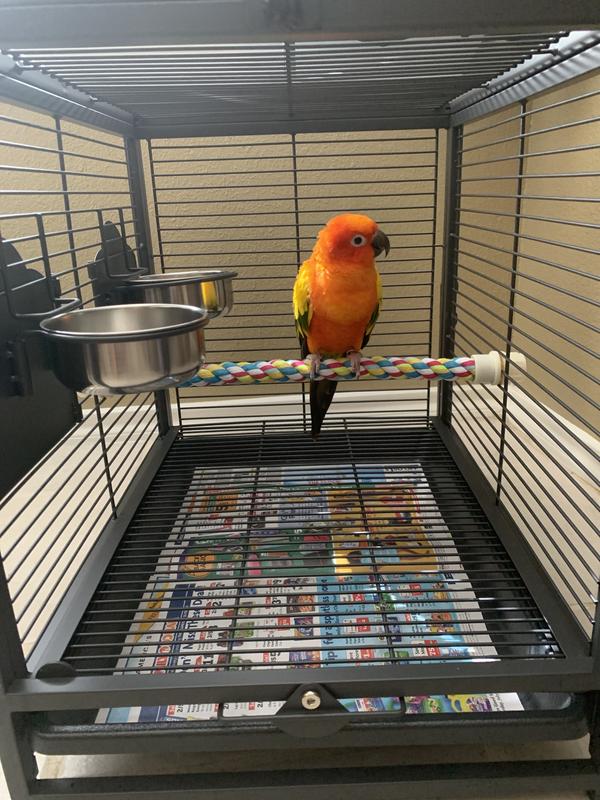 Sun Conure in travel cage