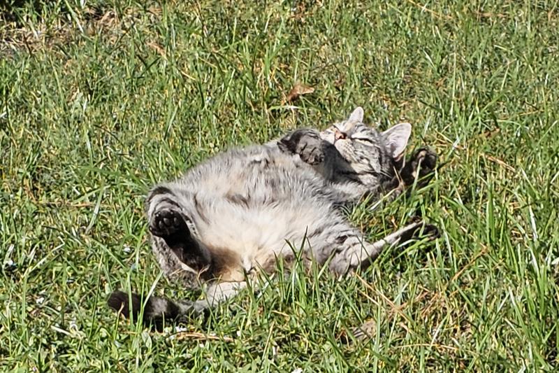 Killa cat recharging