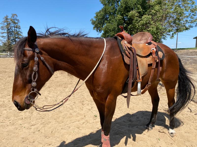 Healthy weight and coat on triple crown essential oil and complete feed