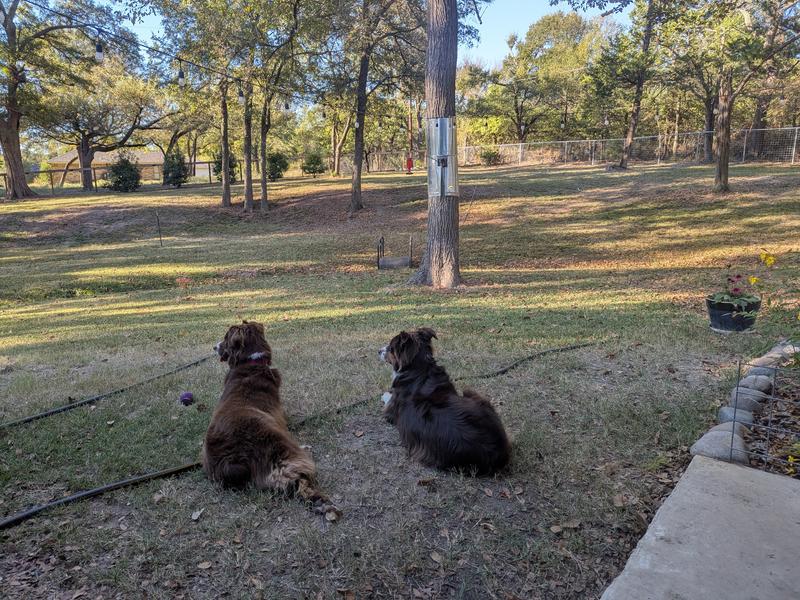 Waiting for squirrels
