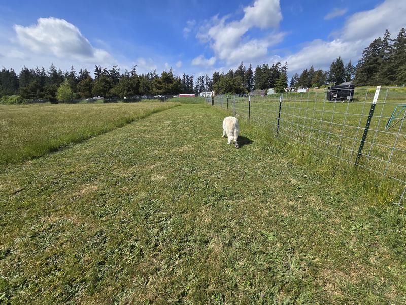 Stong enough to keep my great Pyrenees safe on the farm