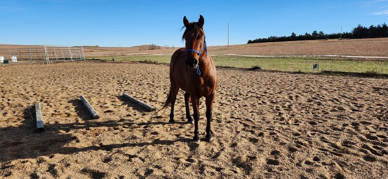 I used it for quick and easy barrier so I could do liberty work in my open air arena.