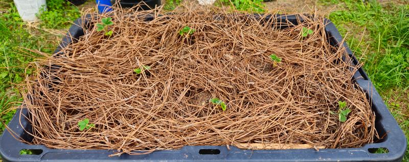 Planted Strawberry Roots