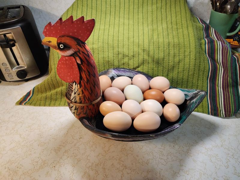 rooster eggs