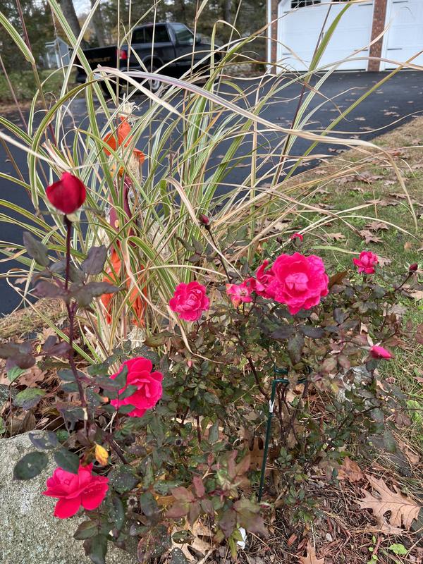 November 7th picture!