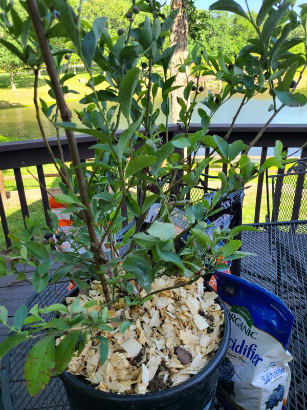 Blueberry bush and berries