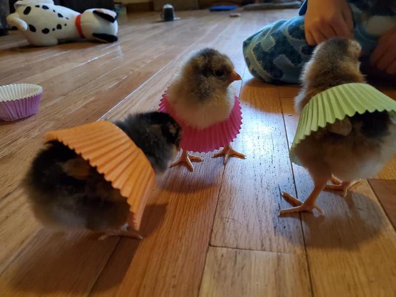 Cute Chicks in Skirts