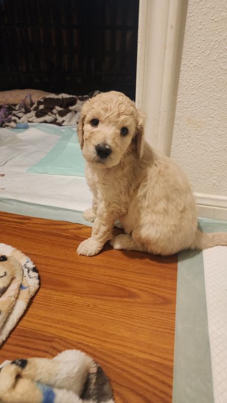 Sweet babies best pee pads