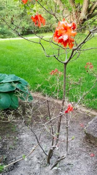 This bush was full of green vegetation when I left for work 8 hours ago