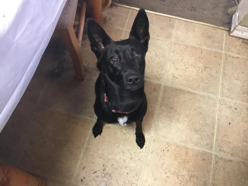 Lyla asking for Wholesome Sensitive for dinner.