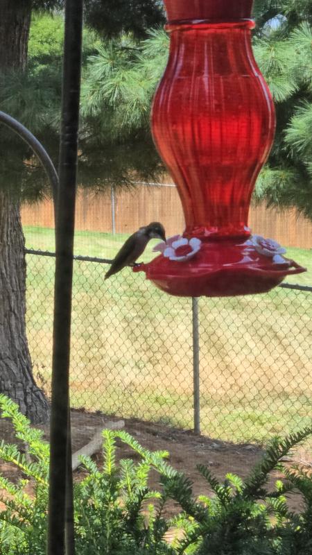 Happy hummer