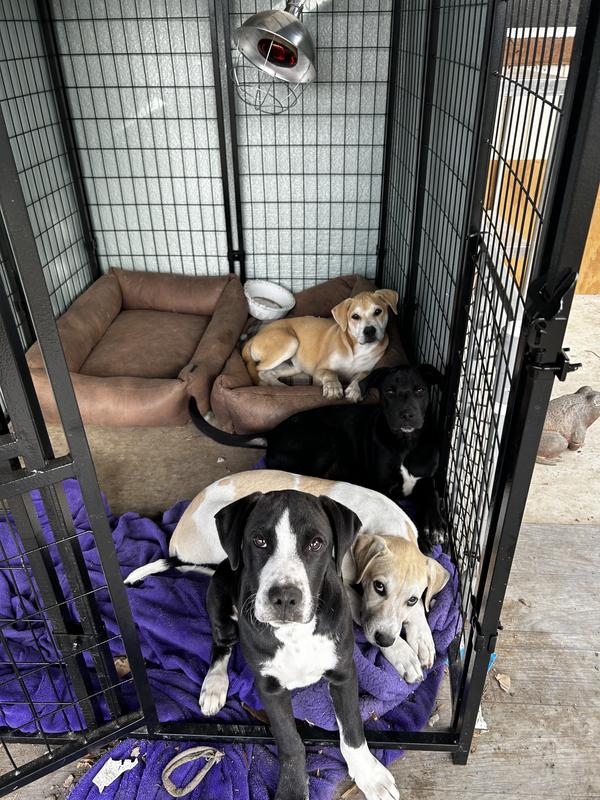 5th kennel for my foster pups.