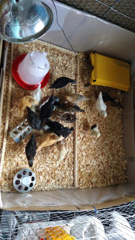 The chicks love it!