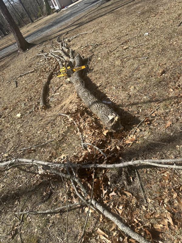 8” tree top, labored the whole way