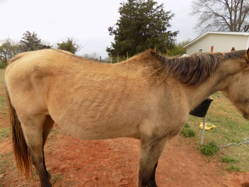 after only 14 days on Omegatin supplement! will definately be keeping her on this!