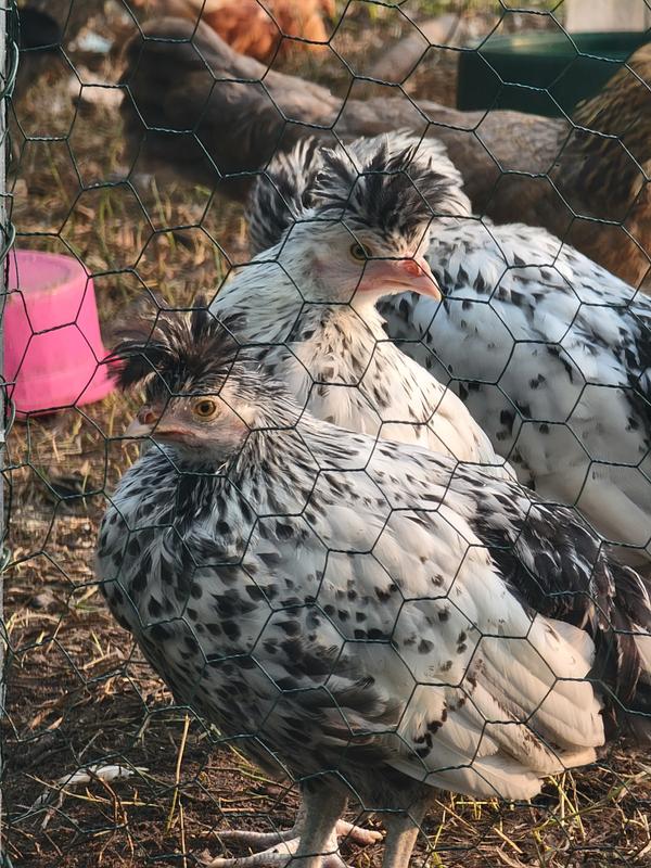 Some beautiful babies for attention