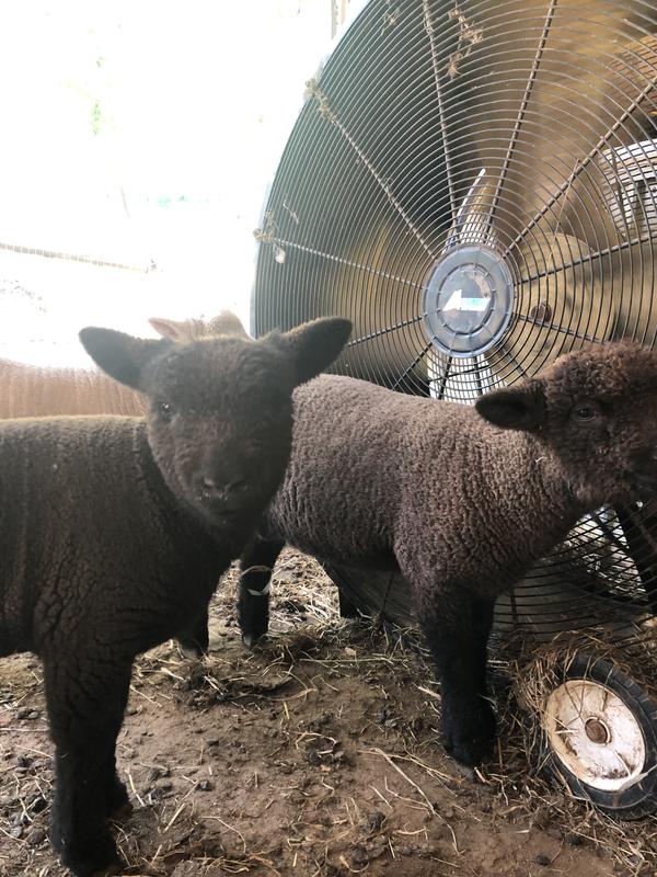 Olde English Southdown babydoll sheep