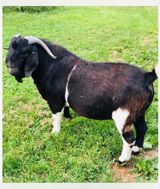 Fullblood South African Boer Goats