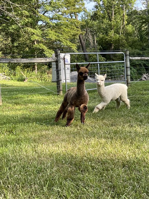 Some of the Herd at Hidden Brook Ranch