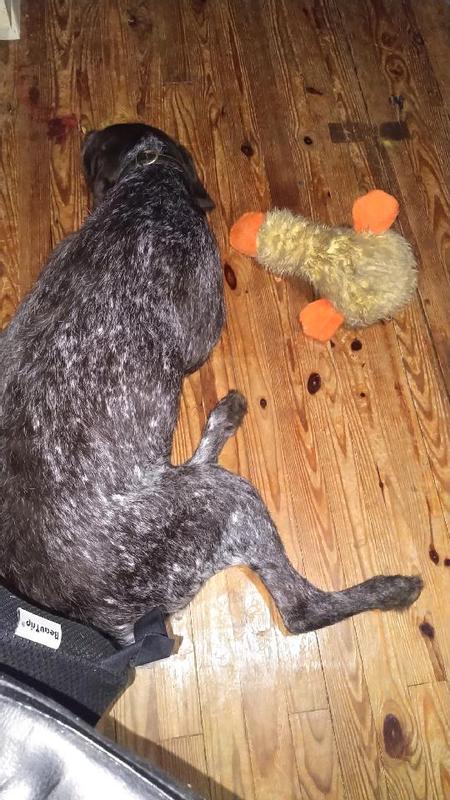Marley taking a nap with her duck