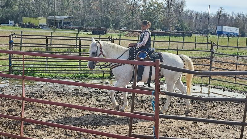 Race horse's and riding horse