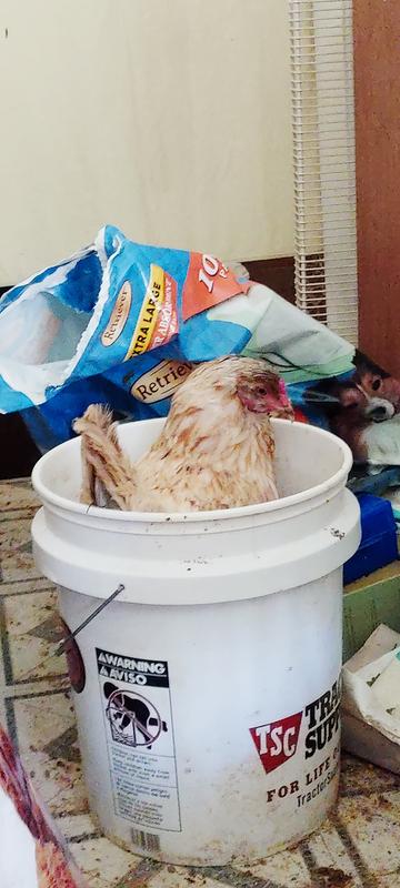 My Easter Eggers love to lay their eggs right into the feed bucket!