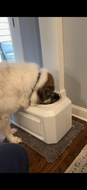 Bentley eating